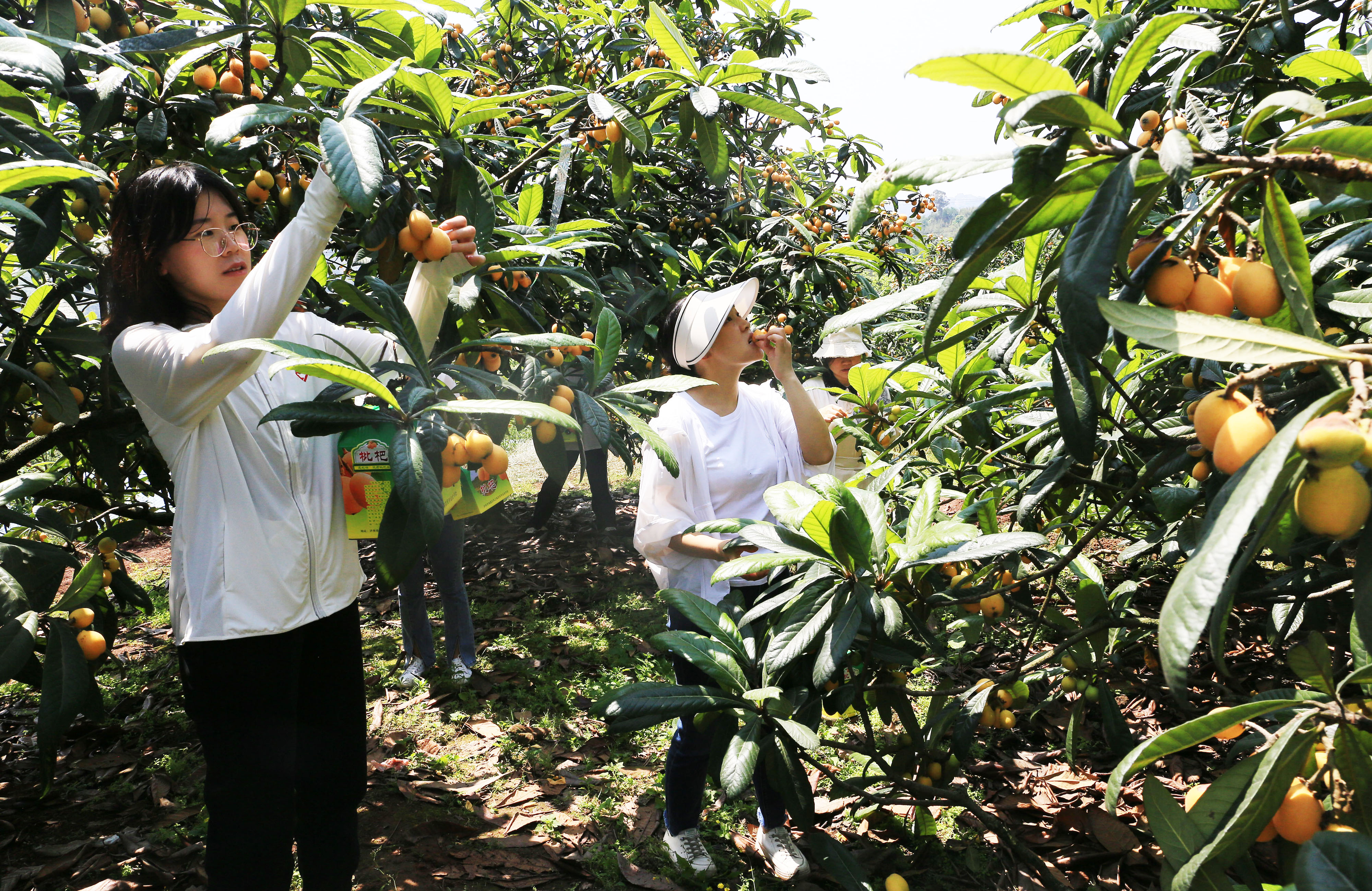 纳溪万亩枇杷成熟上市金果子鼓起农民钱袋子